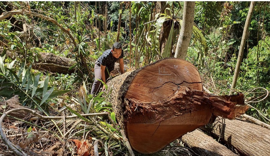 Kon Tum: Nhóm đối tượng phá rừng lãnh án