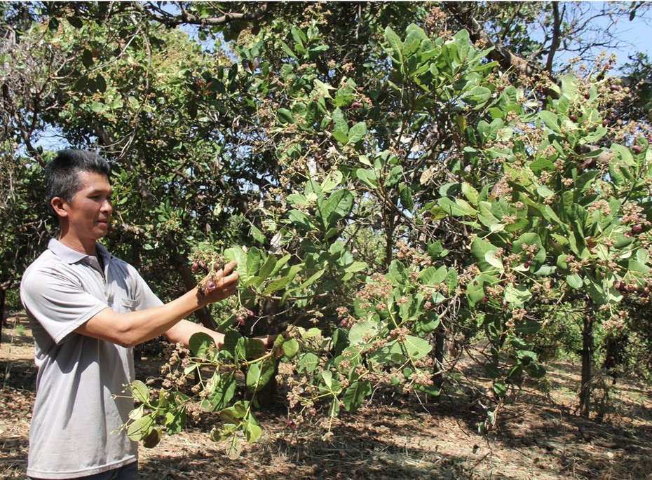 Gia Lai: Nông dân lo lắng mùa điều thất thu