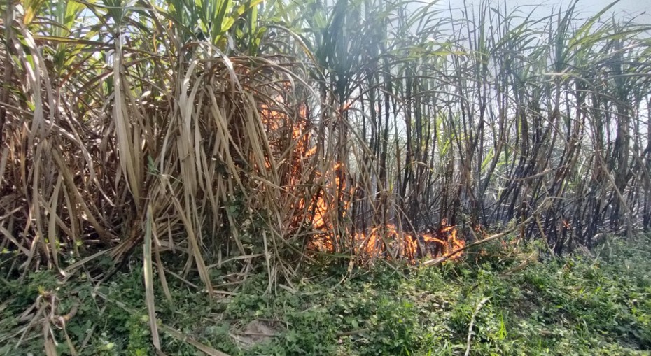 Gia Lai: Làm rõ việc hàng trăm héc ta mía sắp thu hoạch bị cháy