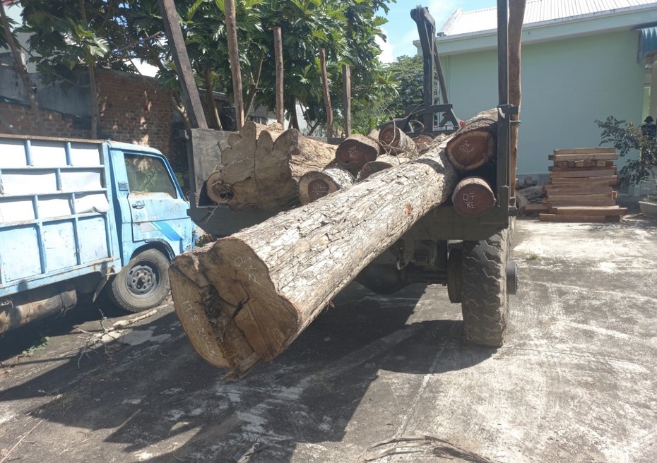 Gia Lai: Điều tra vụ phá rừng quy mô lớn tại huyện Kông Chro