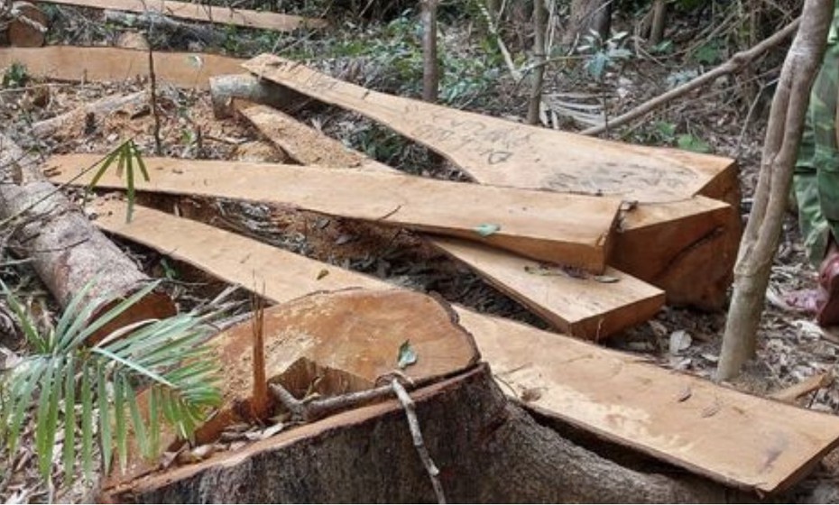 Điều tra vụ phá rừng quy mô lớn tại Gia Lai