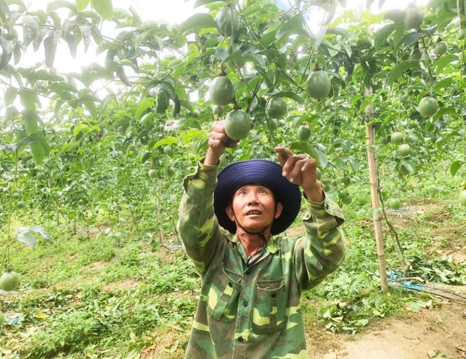 Gia Lai: Nông dân phấn khởi khi chanh dây tăng giá dịp Tết