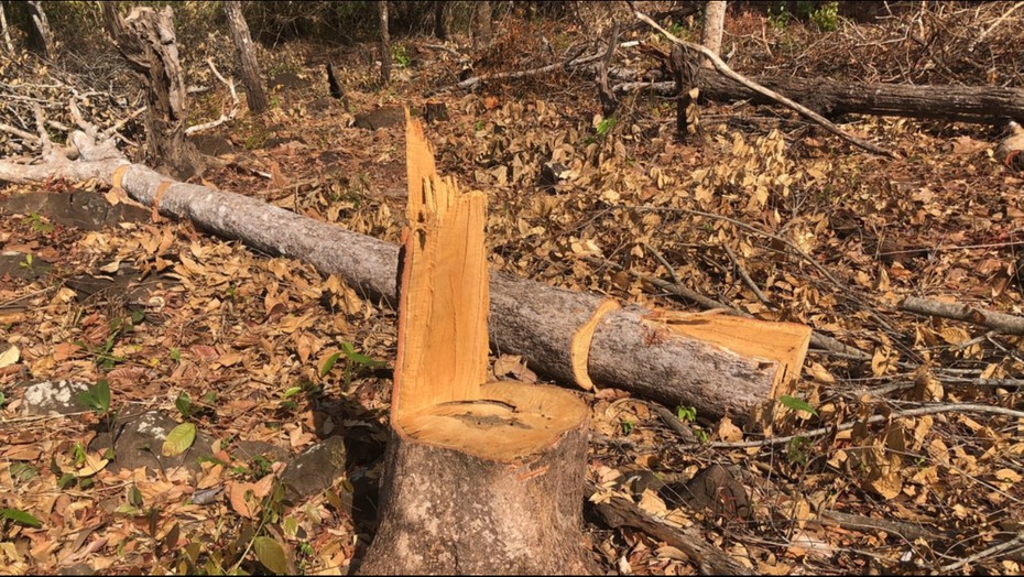 Gia Lai: “Nóng” tình trạng người dân phá rừng làm rẫy