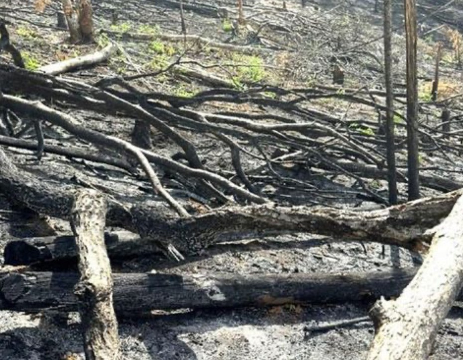 Kon Tum: Khởi tố 5 đối tượng phá rừng tại huyện Đăk Hà