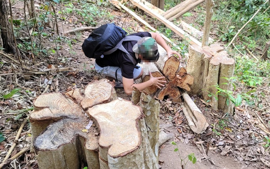 Gia Lai: Bắt đối tượng cầm đầu vụ khai thác hơn 150m3 gỗ trái phép