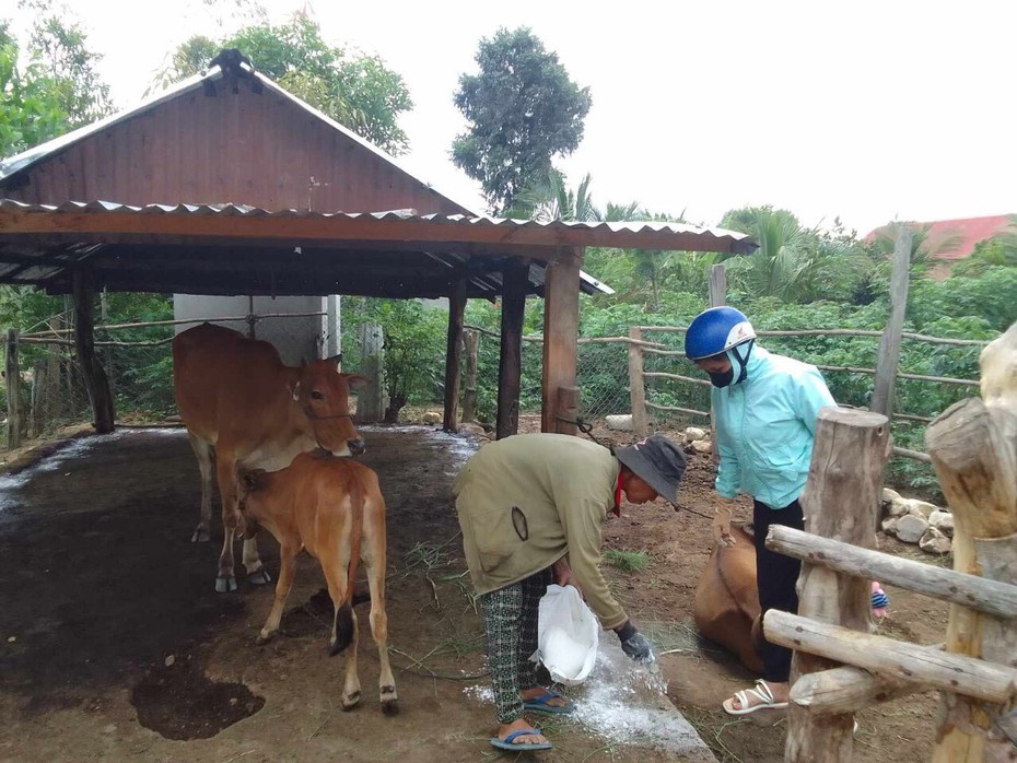 Gia Lai: Phát hiện ổ dịch lở mồm long móng ở huyện Mang Yang