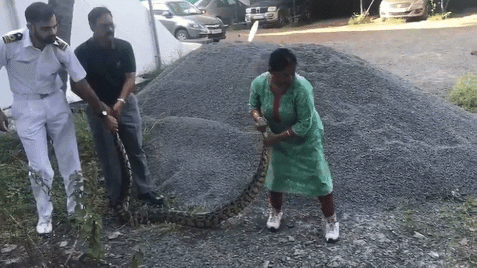 Clip: Người phụ nữ 60 tuổi tay không tóm gọn trăn "khủng"
