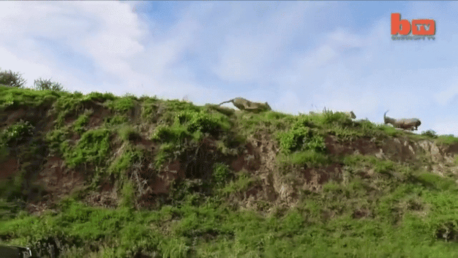 Clip: Sư tử phục kích, phi thân tóm gọn linh dương giữa không trung