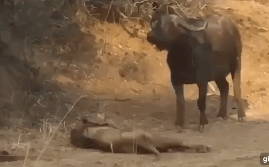 Clip: Trâu rừng "tẩn" sư tử gần chết và màn đánh nhau căng thẳng chưa từng thấy