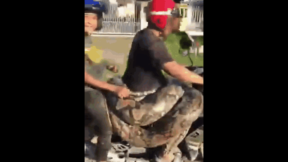 Clip: Người đàn ông chở trăn nặng 200kg trên xe máy và sự thật bất ngờ