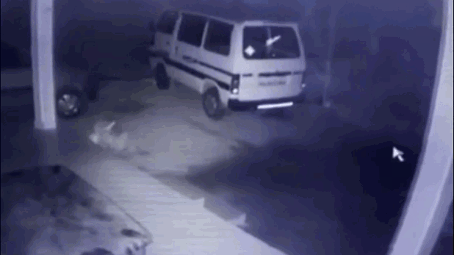 Clip: Chó nhà bị báo dữ ngoạm cổ lôi đi trong đêm và cái kết bất ngờ