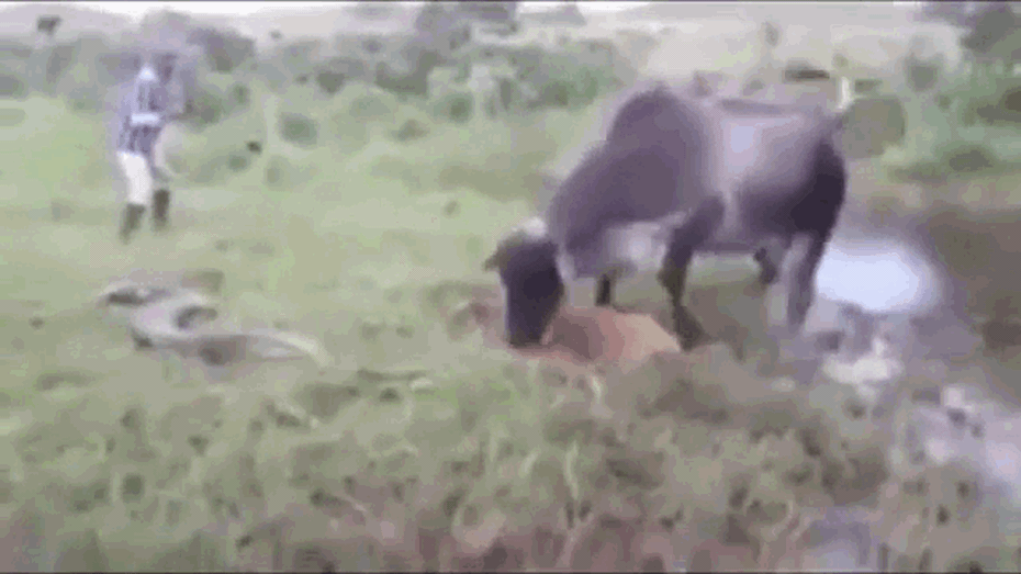 Clip: Bò mẹ nổi điên, tung đòn tấn công trăn khủng để trả thù cho con
