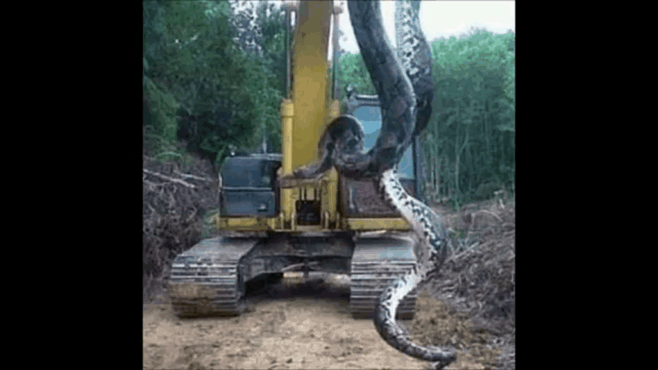 Clip: Công nhân dùng máy xúc bắt trăn anaconda khổng lồ