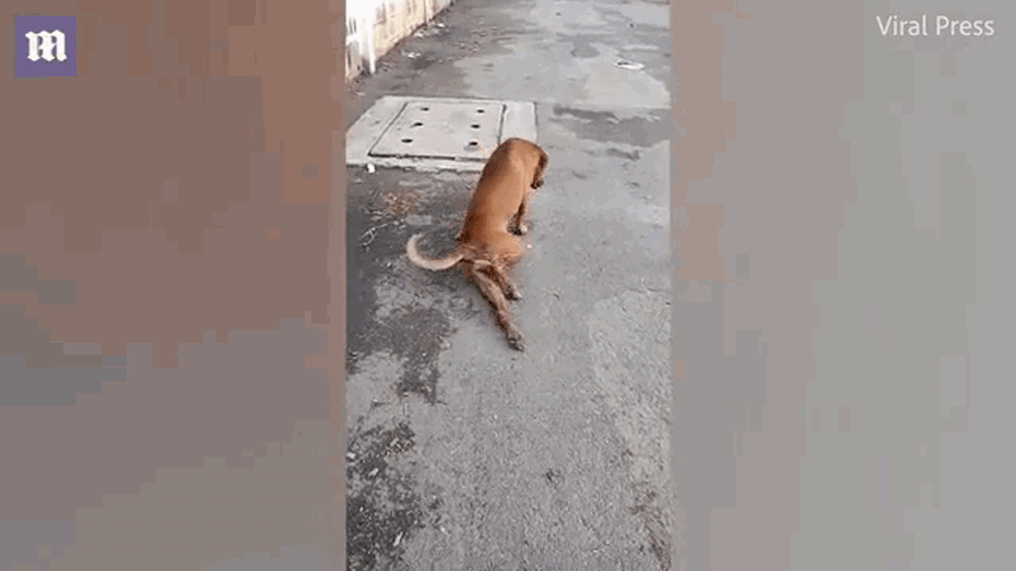 Clip: Chú chó tinh nghịch giả què chân để xin ăn trên phố