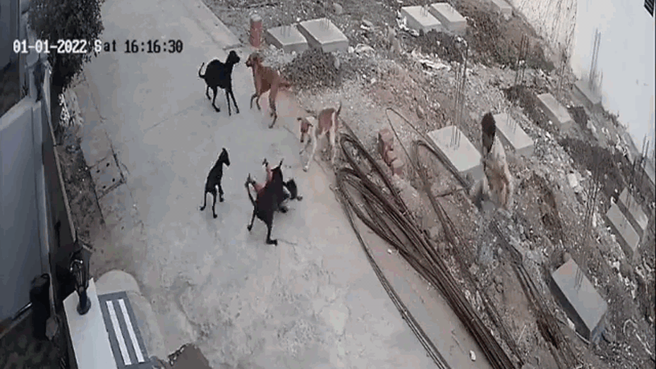 Clip: Người đàn ông cứu sống bé gái bị đàn chó hoang tấn công