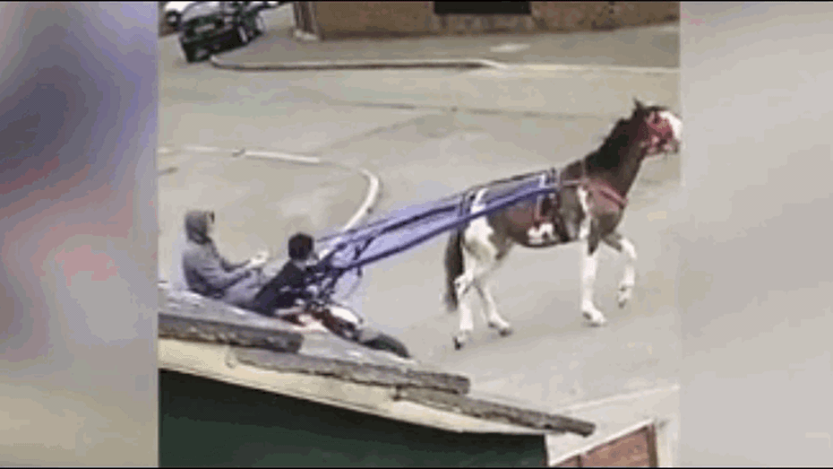 Clip: Hài hước cảnh 2 thanh niên mang ngựa đi trộm xe máy