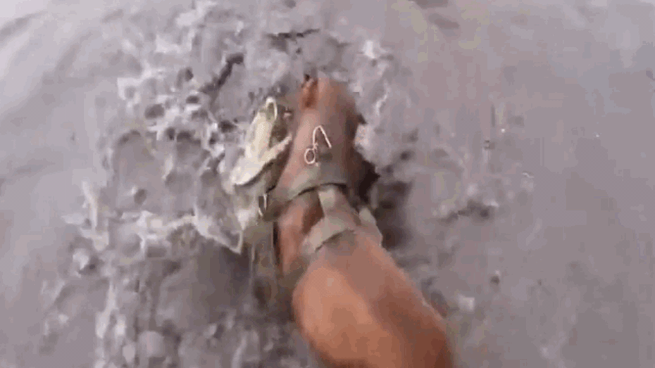 Clip: Chó Pitbull tử chiến nảy lửa với cá sấu và cái kết không ngờ