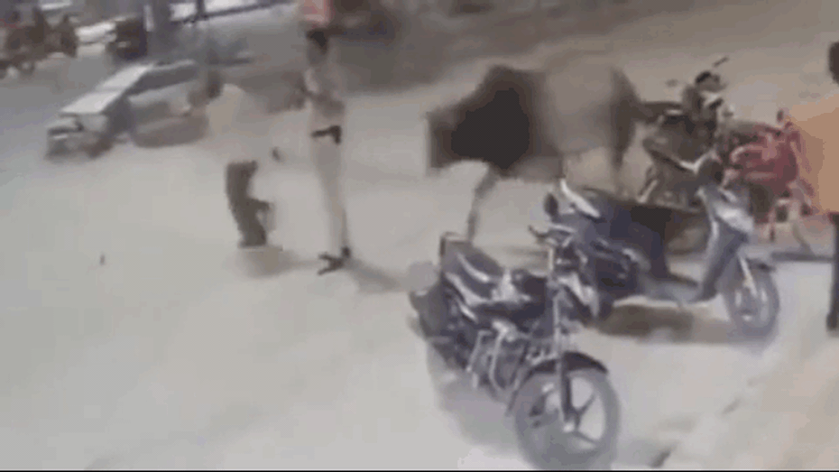 Clip: Bò đực "nổi điên", húc văng cảnh sát văng lên không trung