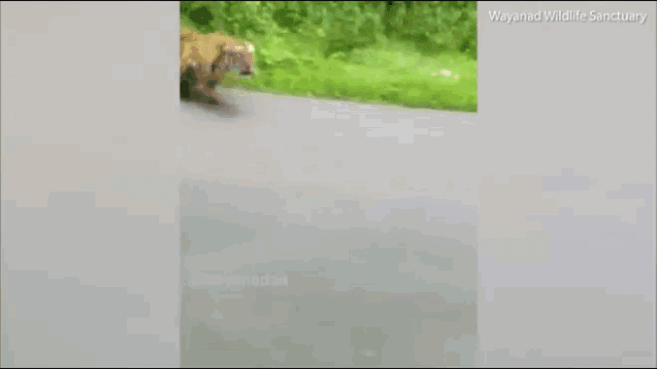 Clip: Hổ dữ lao ra đường truy đuổi người đi xe máy và cái kết thót tim