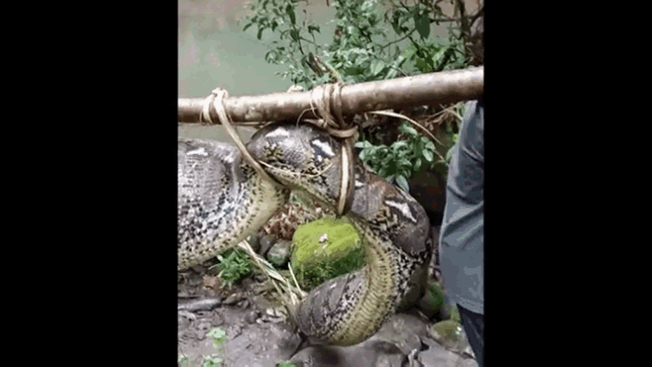Clip: Ăn thịt gia súc, trăn khổng lồ dài hơn 7 mét bị dân tóm sống