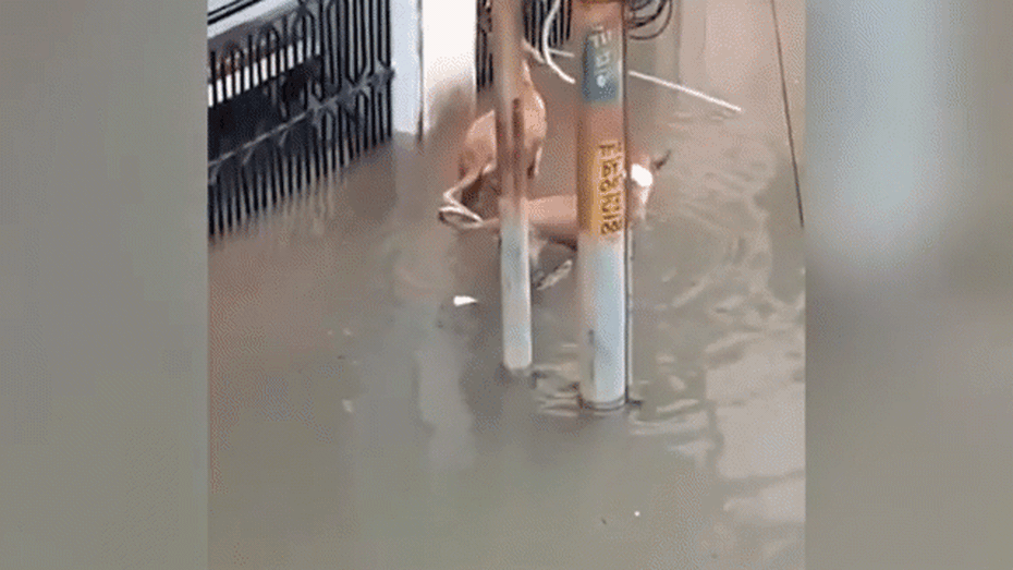 Clip: Cá sấu nhẹ nhàng tiếp cận, tấn công chó ngay trên phố