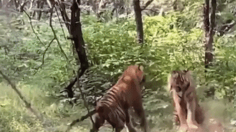 Clip: Hổ đực đứng thẳng hai chân rồi lao vào đánh nhau dữ dội