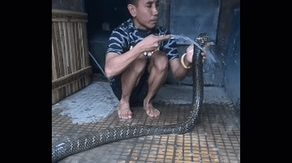 Clip: Người đàn ông dùng xà bông tắm cho rắn hổ mang chúa và cái kết