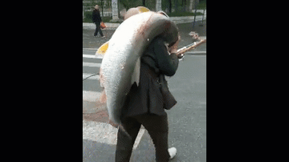 Clip: Người đàn ông vác cá "khổng lồ" nặng 35kg đi bộ trên phố