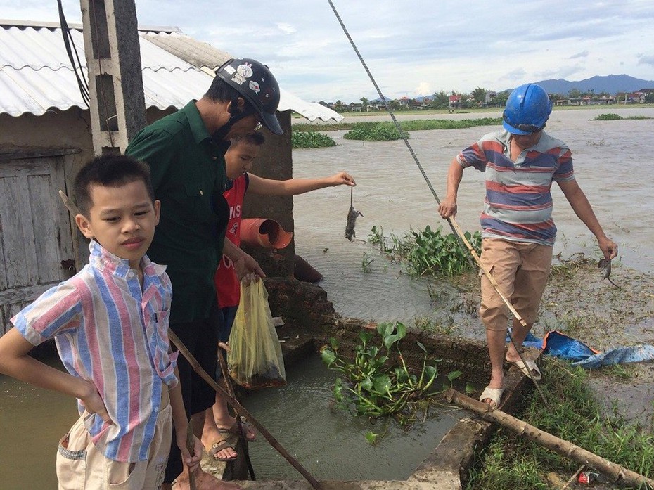 Hà Tĩnh: Dân đổ xô săn chuột mùa nước lũ