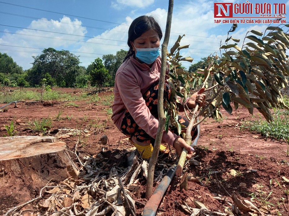 Vợ chồng nông dân "khóc ròng" vì hàng trăm gốc cây ăn trái bị chặt phá trong đêm