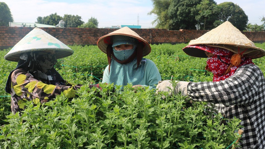 Làng hoa Kim Dinh tất bật những ngày cuối năm