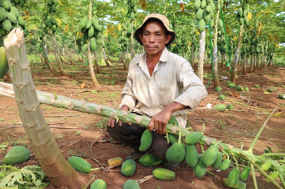 Bà Rịa-Vũng Tàu: Điều tra vụ vườn đu đủ bị kẻ xấu chặt phá gần 700 cây