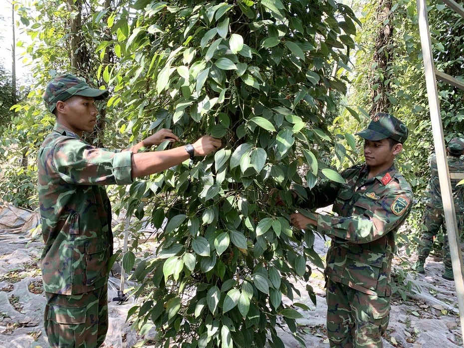 Bà Rịa - Vũng Tàu: Ấm áp hình ảnh bộ đội giúp dân thu hoạch hồ tiêu