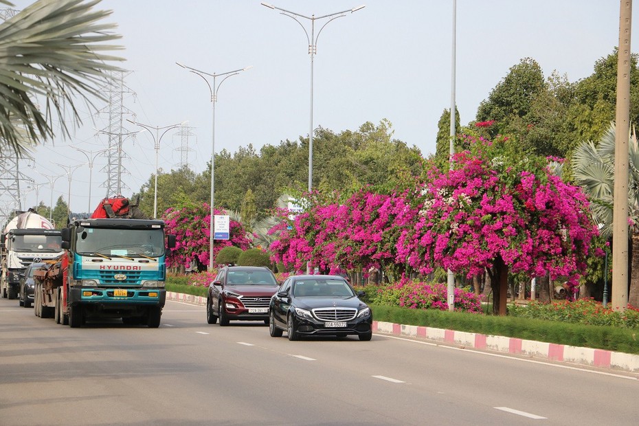 Ngắm con đường hoa giấy bung sắc rực rỡ, đẹp mê ly ở Bà Rịa - Vũng Tàu