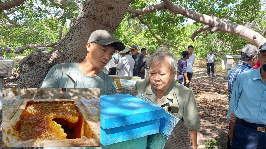 Nuôi loài ong lạ dưới tán cây, anh nông dân bỏ túi trăm triệu mỗi năm