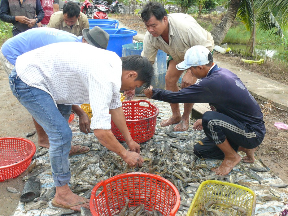 Nông dân U Minh trúng đậm tôm càng xanh xen canh trong ruộng lúa