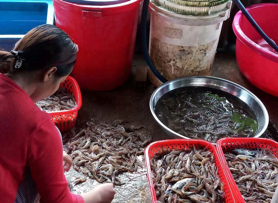 Cà Mau: Giá tôm giảm mạnh, nông dân “treo ao” vì thua lỗ