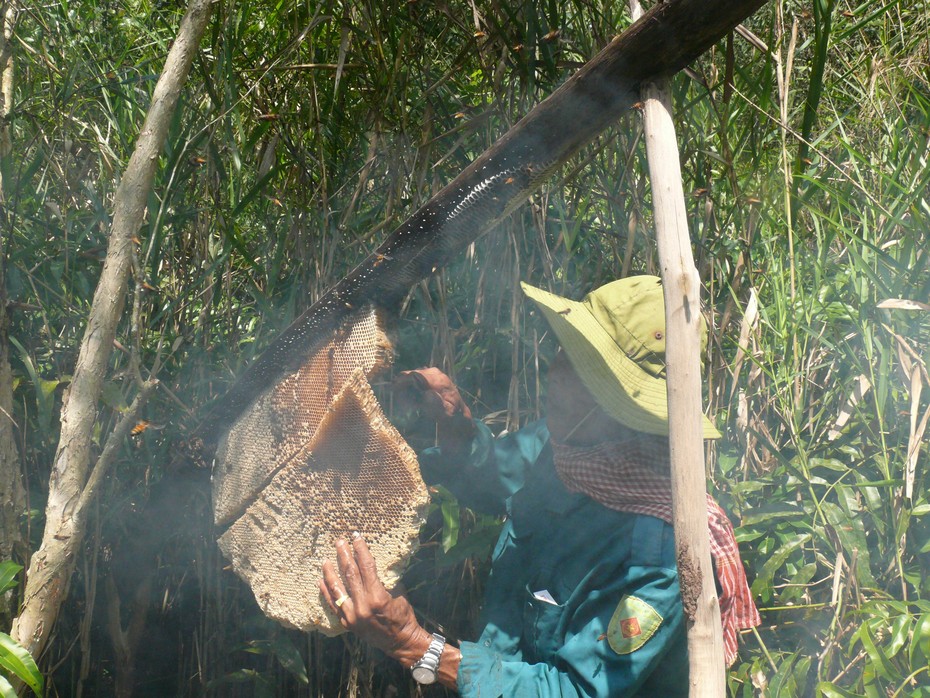 Về U Minh xem gác kèo ong