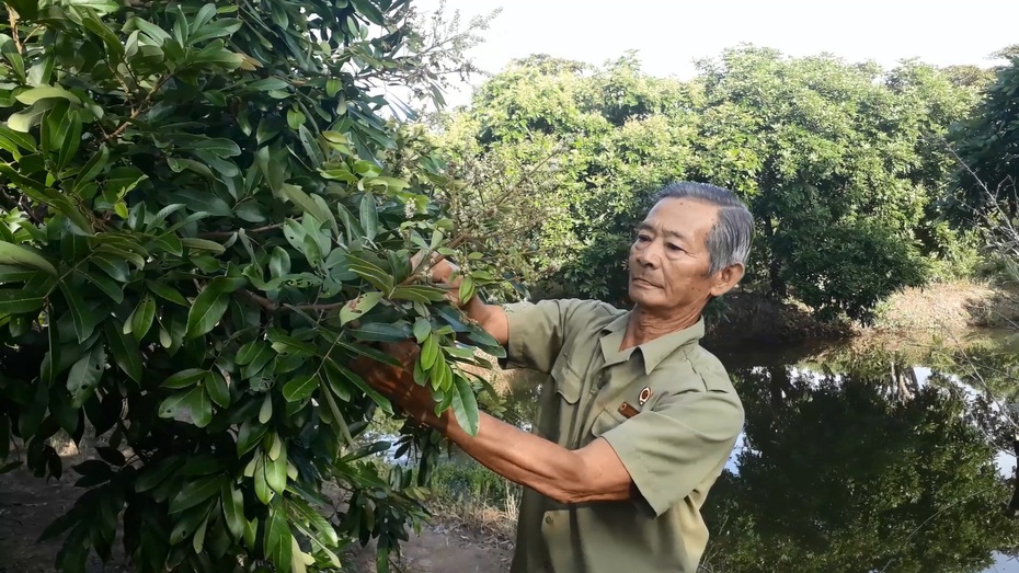 Vườn nhãn trăm triệu của lão nông Mười Sử giữa xứ rừng U Minh