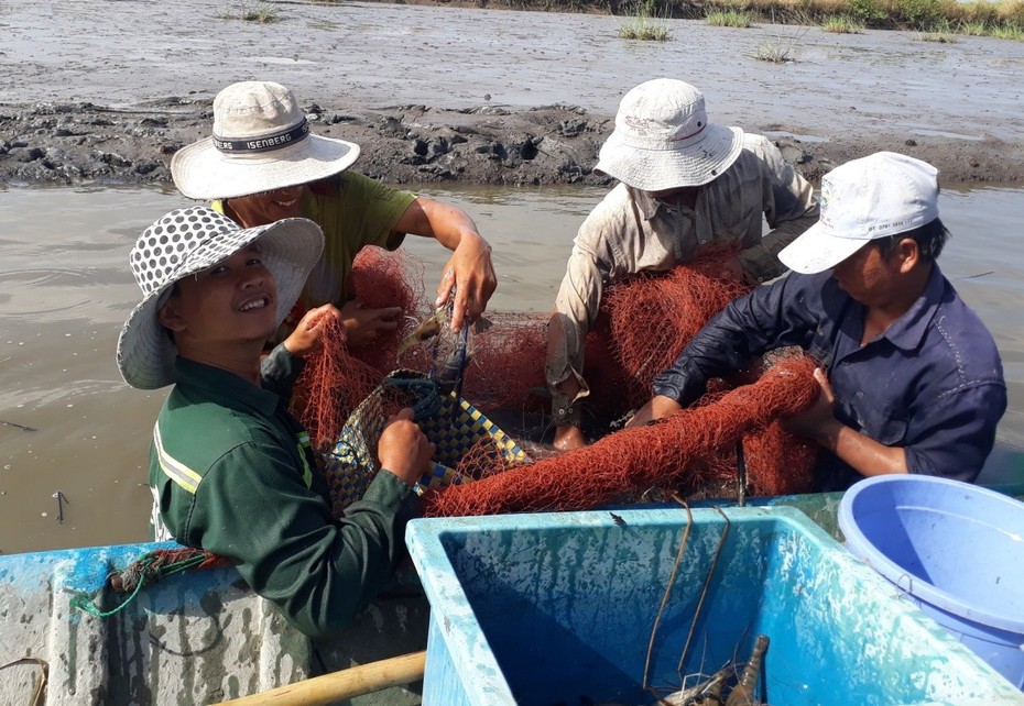 Nông dân Cà Mau vui mừng vì trúng vụ tôm càng xanh dịp cuối năm