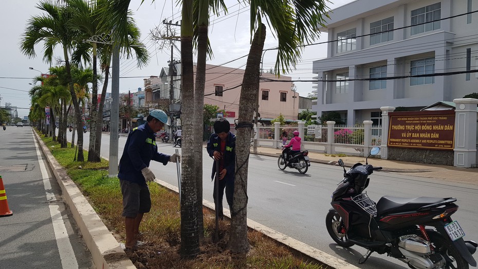 Sóc Trăng: Hàng trăm cây cau 15 tuổi bị nhổ bỏ vì “hết tuổi thọ”