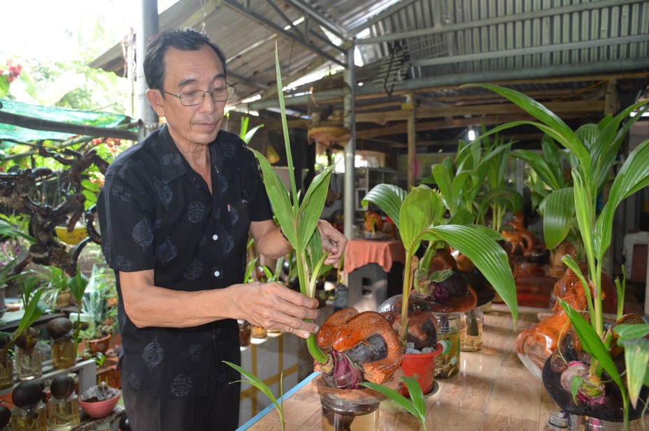 Kỳ công biến dừa lên mộng thành cây kiểng bonsai trưng Tết của lão nông miền Tây