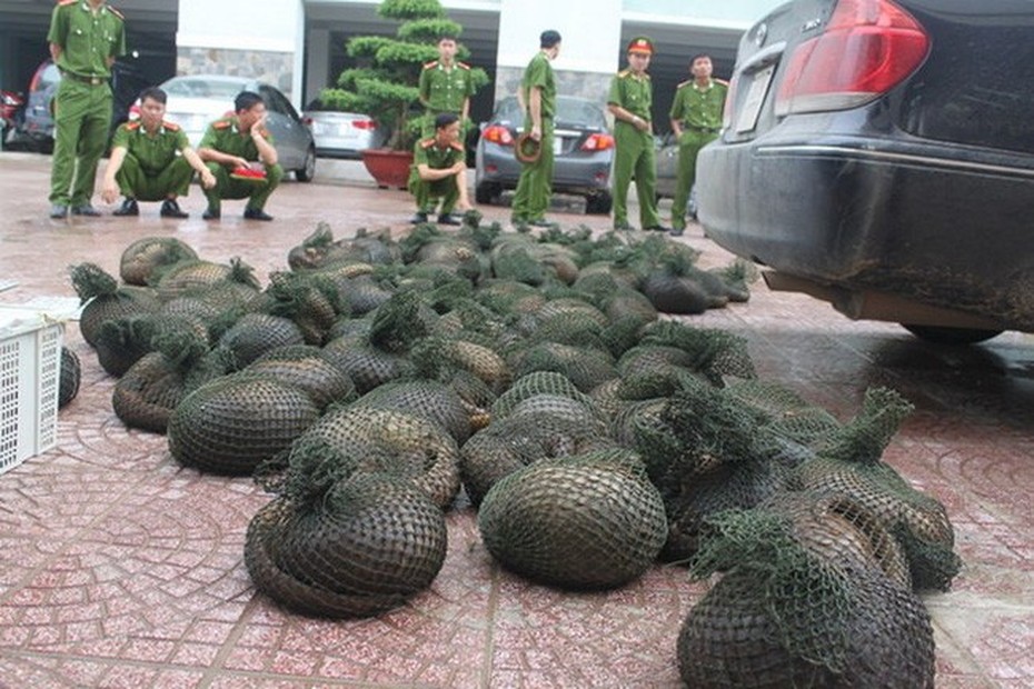 Hưng Yên: Bắt giữ vụ vận chuyển 112 cá thể tê tê