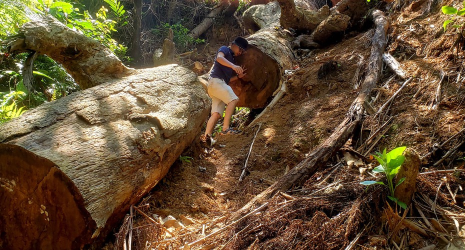 Hiện trường tan hoang nhiều cây rừng cổ thụ bị đốn hạ ở Thừa Thiên-Huế