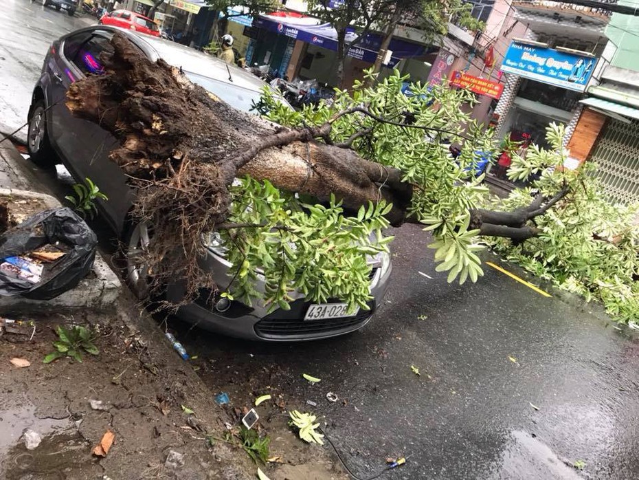 Đà Nẵng: Cây xanh bỗng bật gốc, đè lên ô tô đậu bên đường