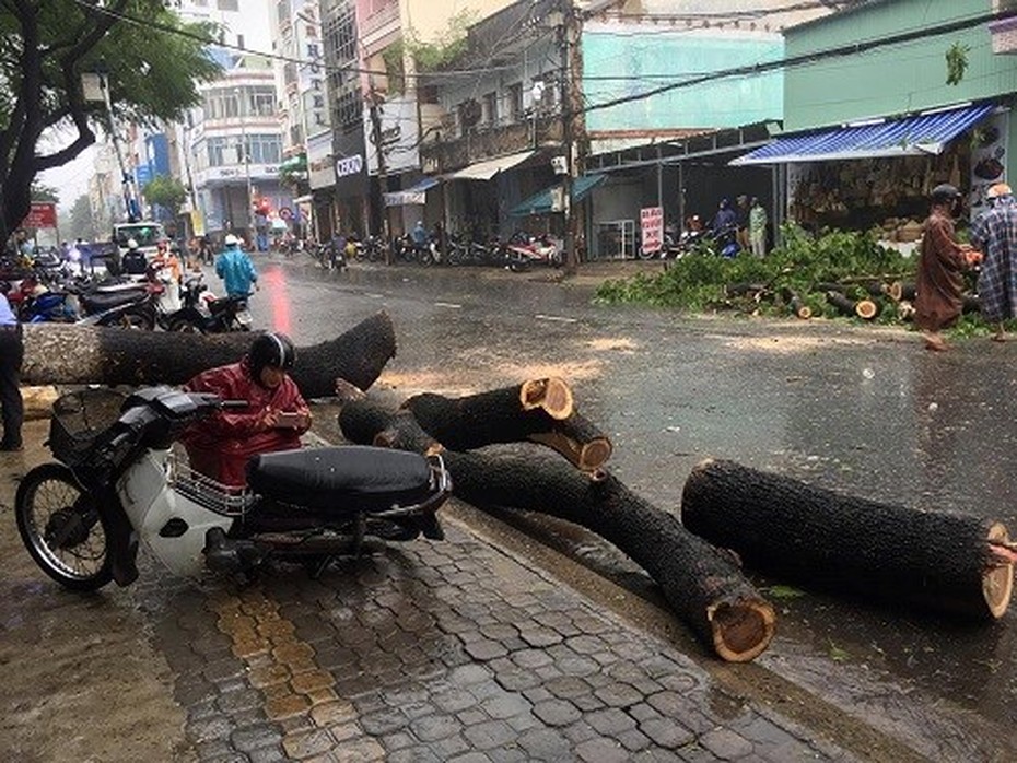 Quảng Nam: Trưởng ban thanh tra chặt cây đè chết một người