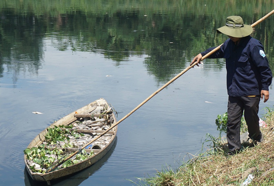 Đà Nẵng: Người dân đóng cửa, "trốn" mùi hôi từ cá chết hàng loạt