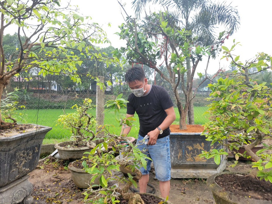 Đà Nẵng: Nhà vườn tất bật chăm mai sau Tết