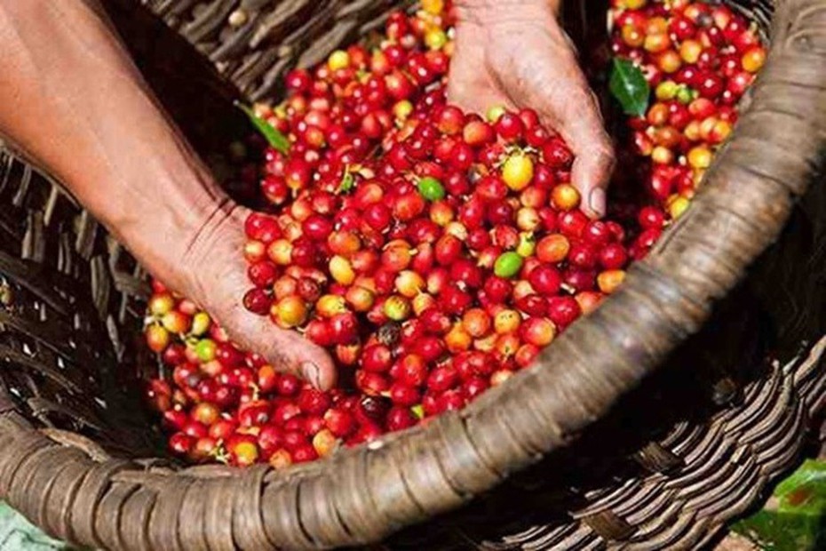 Giá cà phê Robusta trong nước tăng kỷ lục, lo ngại nguồn cung giảm mạnh