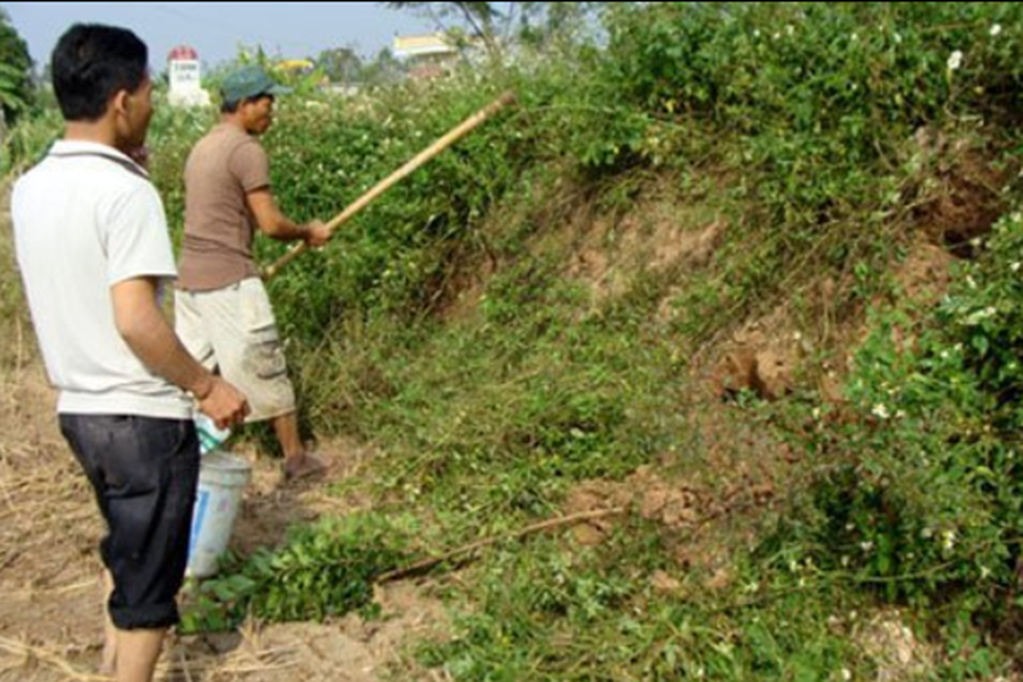 Theo anh nông dân săn con đặc sản làm món "trinh nữ kén chồng"
